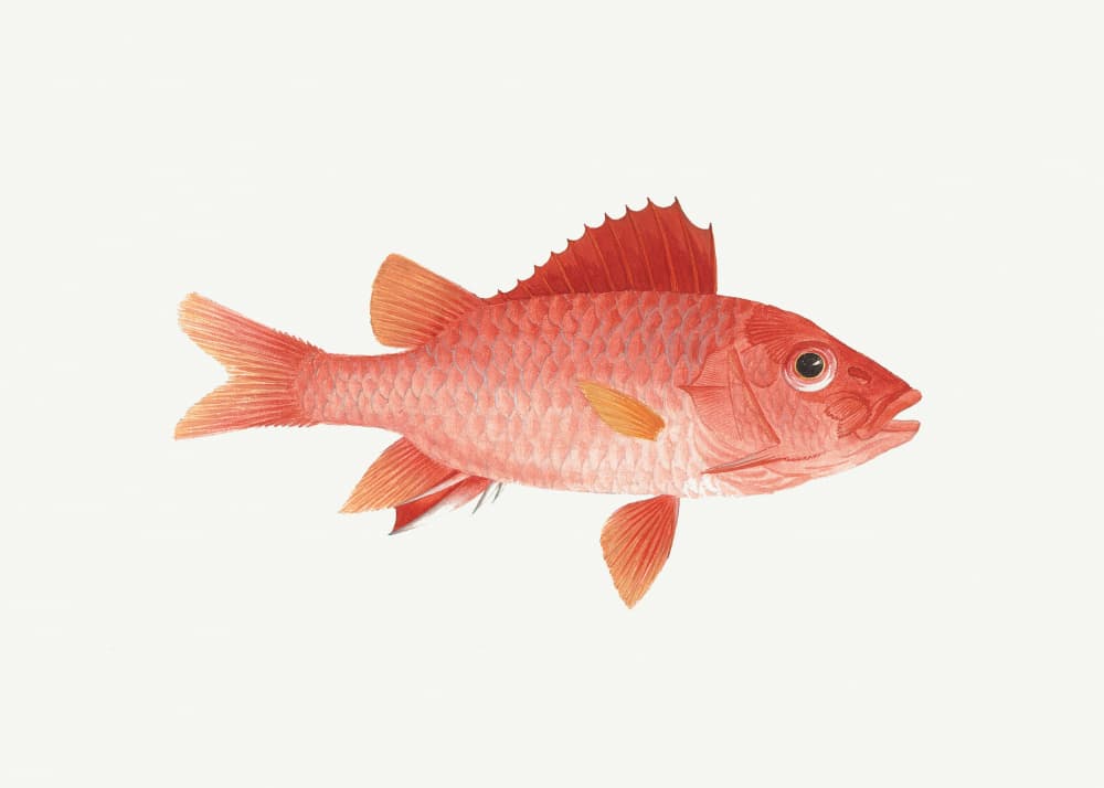 Fish by Luigi Balugani — canvas wall art