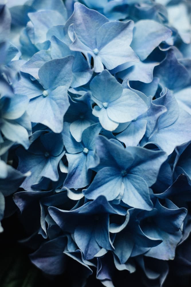 Vibrant Blue Hydrangeas by uplusmestudio — canvas wall art