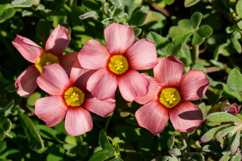 Vibrant Pink Blooms by Etienne Steenkamp — canvas wall art