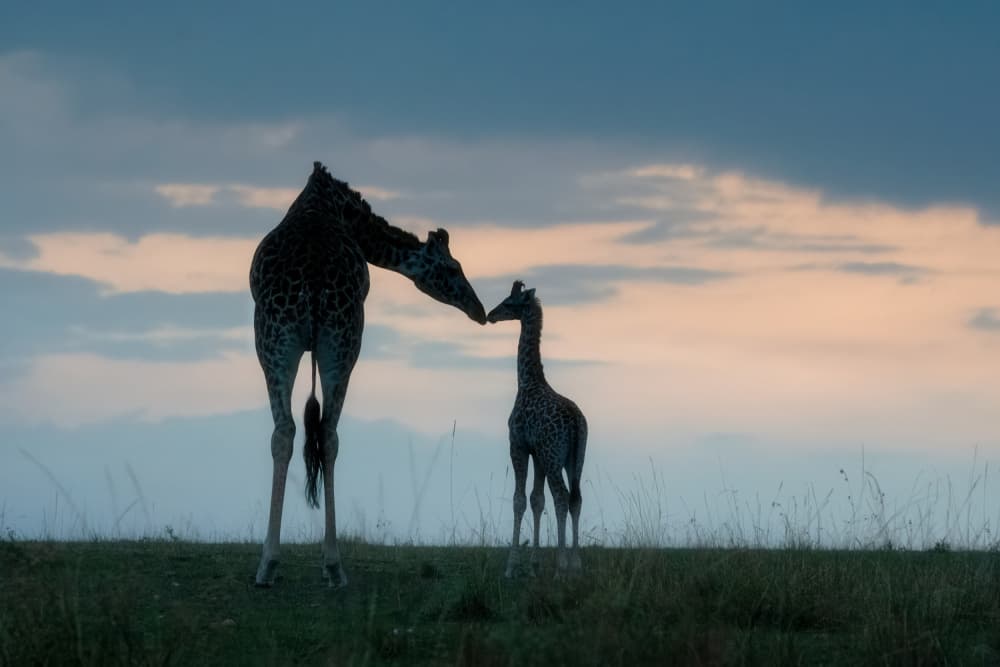 Tender Giraffe Embrace by Sheila Xu — canvas wall art
