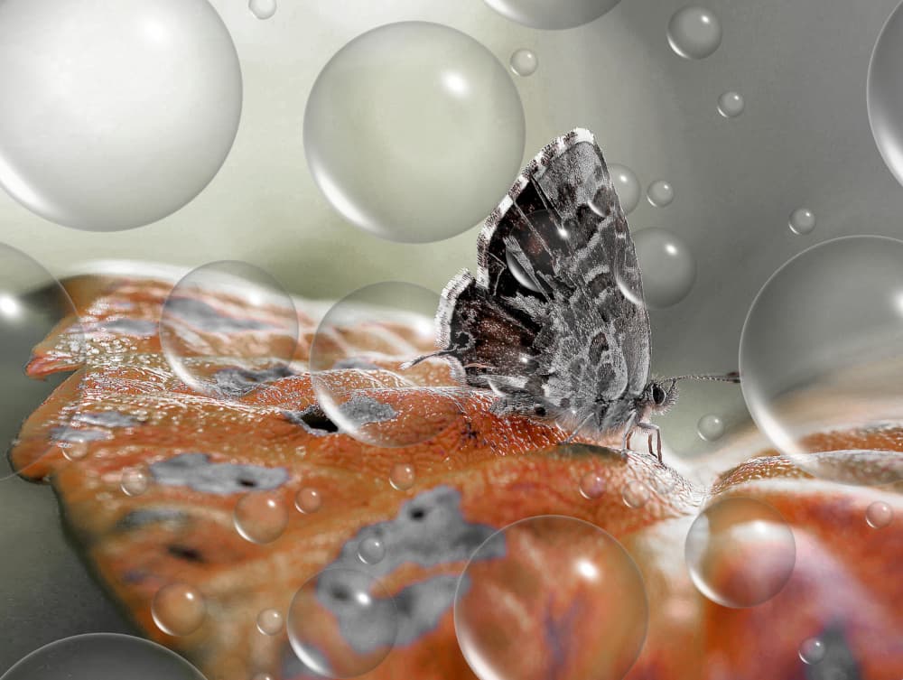 Gray weather... by Thierry Dufour — canvas wall art