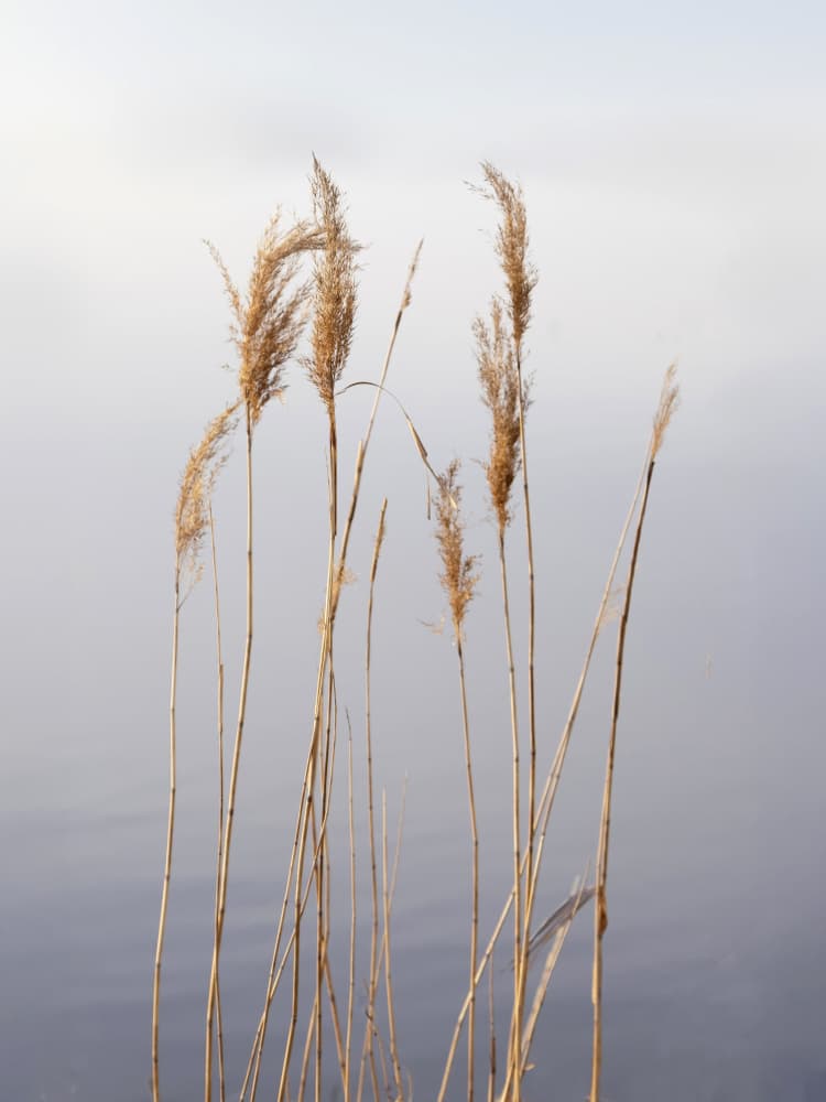 Serene Reeds and Water by Stephanie Klatt — canvas wall art