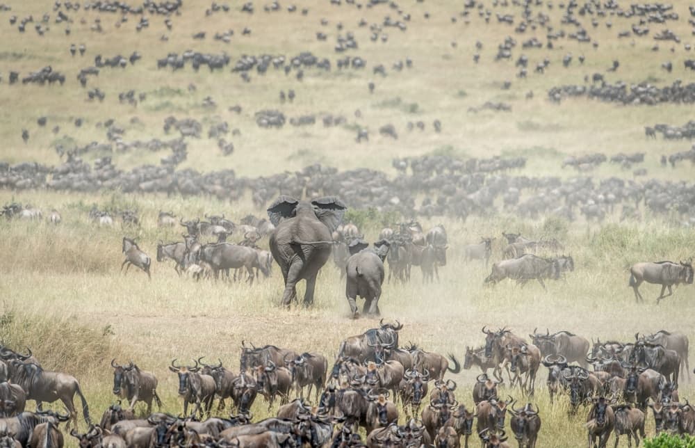 Elephants and Wildebeest Migration by Jeffrey C. Sink — canvas wall art