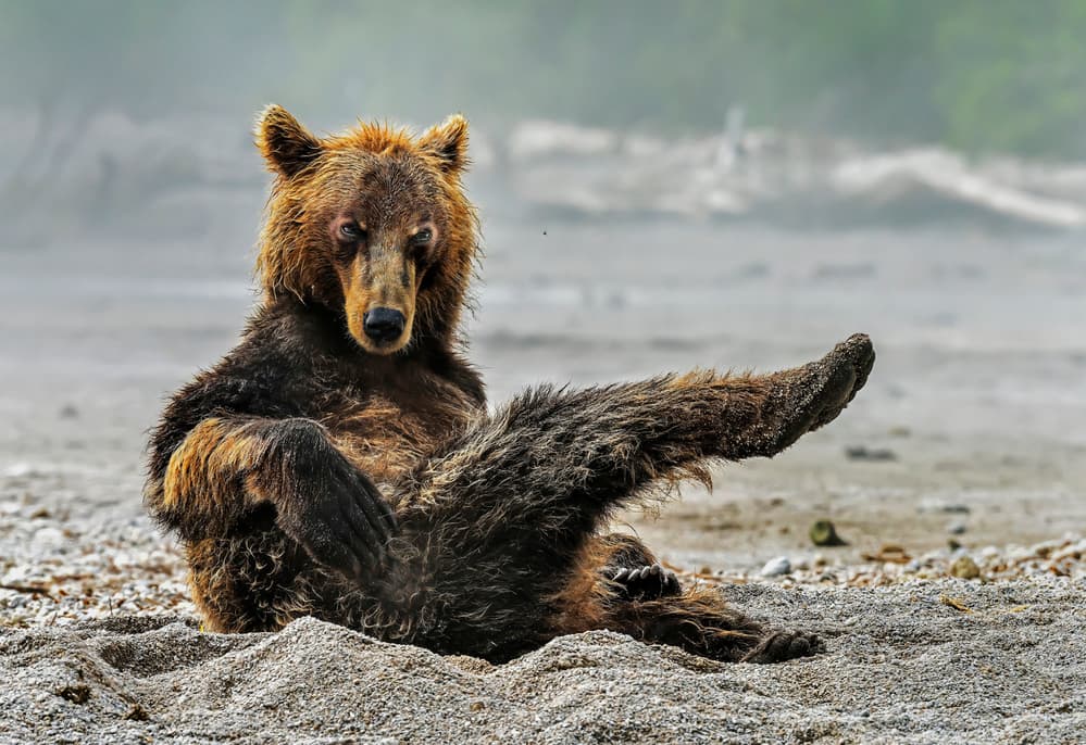 Lounging Beach Bear by Giuseppe DAmico — canvas wall art