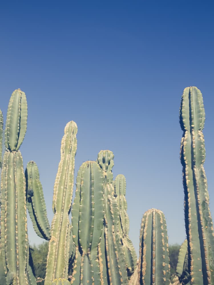 Desert Cacti Blue Sky by Stephanie Klatt — canvas wall art