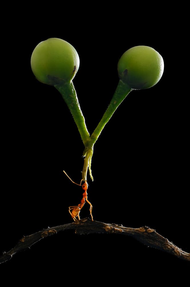 Ant's Incredible Strength by Edy Pamungkas — canvas wall art