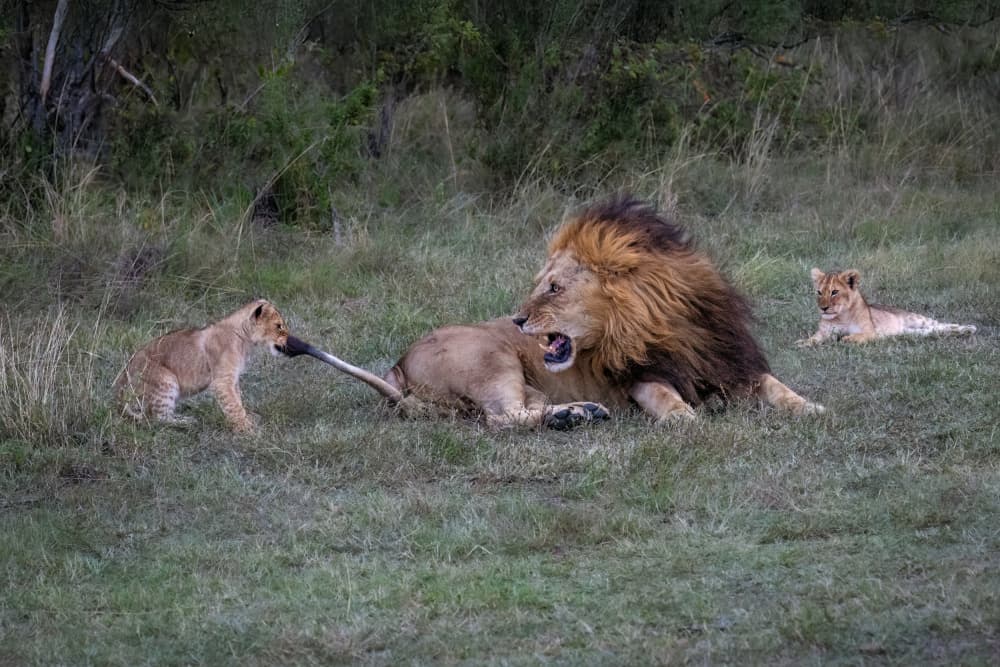 Playful Lion Family by Mark Strom — canvas wall art