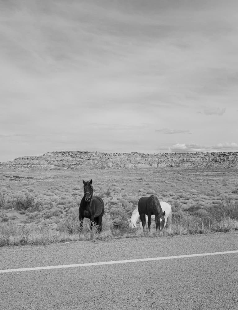 Majestic Desert Horses by Bethany Young — canvas wall art