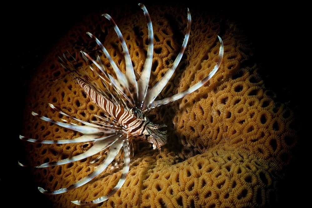 Lionfish On Coral by Serge Melesan — canvas wall art