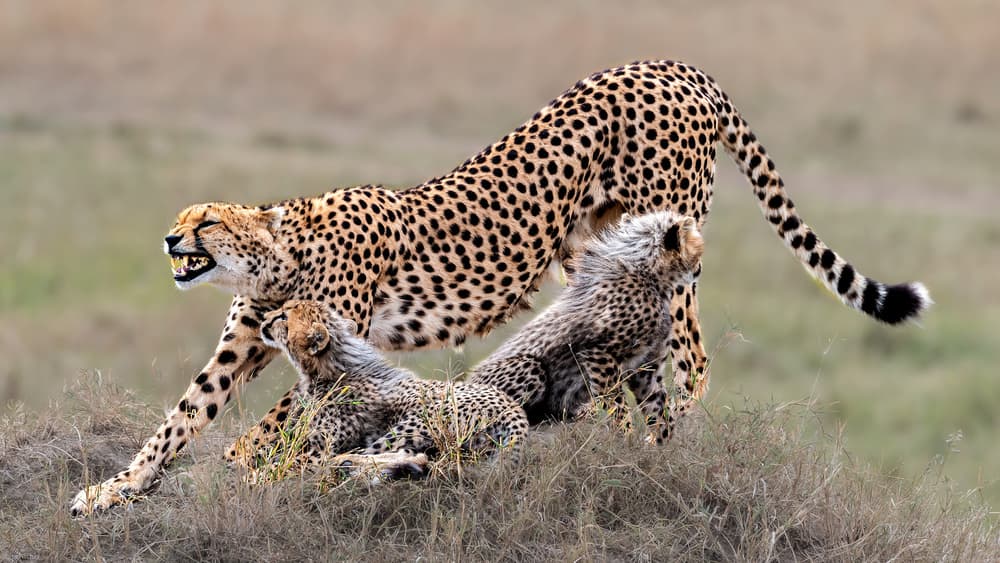 Safari Cheetah Family by Jie Fischer — canvas wall art