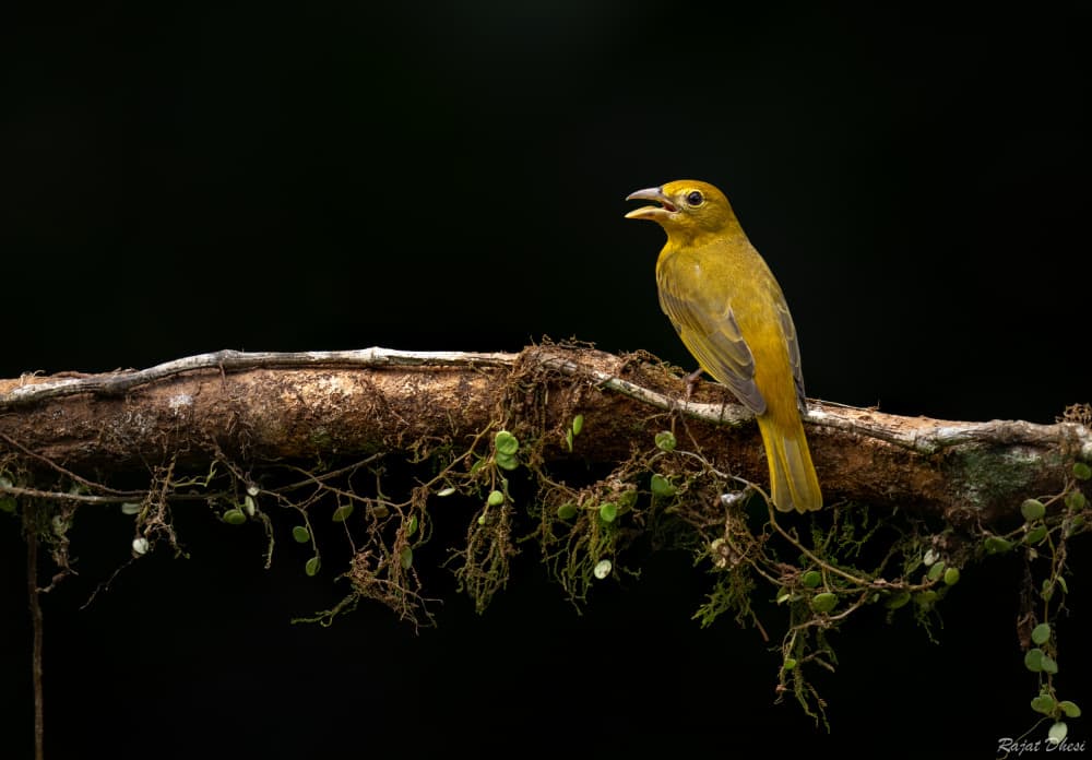 Summer Tanager by Rajat Dhesi — canvas wall art