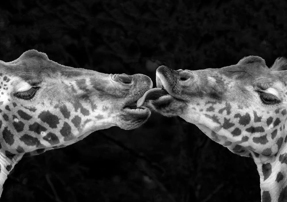 Gentle Giraffe Kiss by Michel Romaggi — canvas wall art