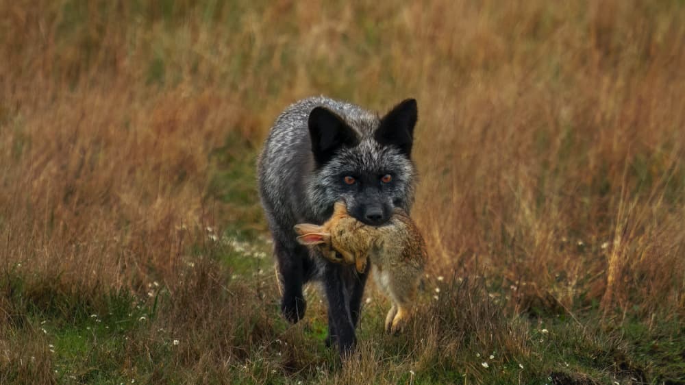 Silver Fox Hunt by Hanping Xiao — canvas wall art