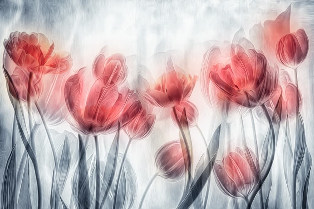 Soft Blush Tulips by Hilda van der Lee — canvas wall art