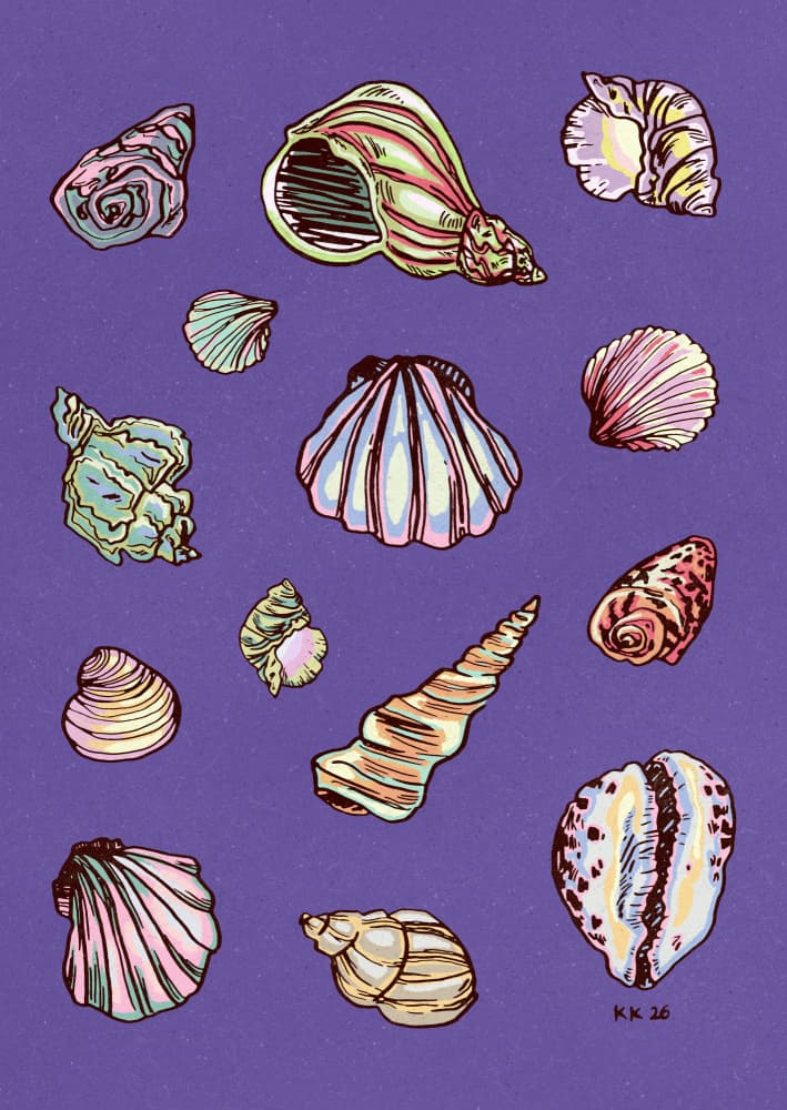 Colorful Seashell Collection by Katariina Kosunen — canvas wall art
