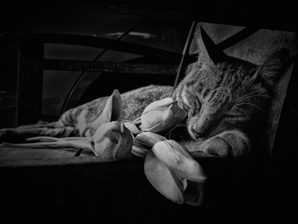 Sleeping Cat with Tulips by Kahar Lagaa — canvas wall art