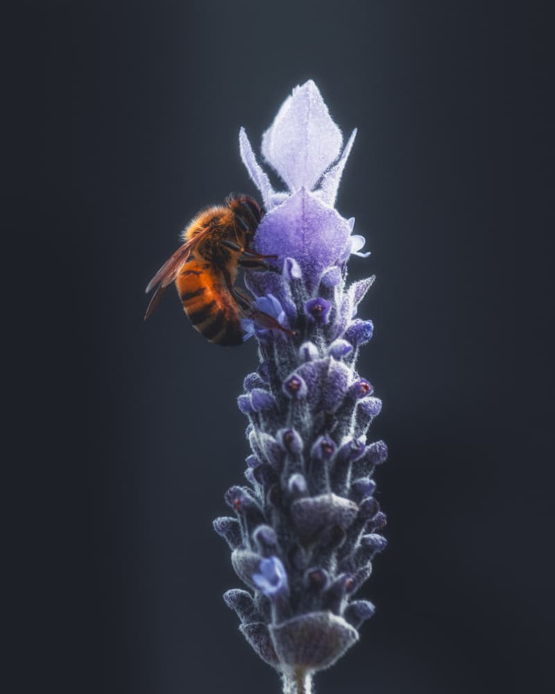 Honey Bee on Lavender by TaranSohal — canvas wall art