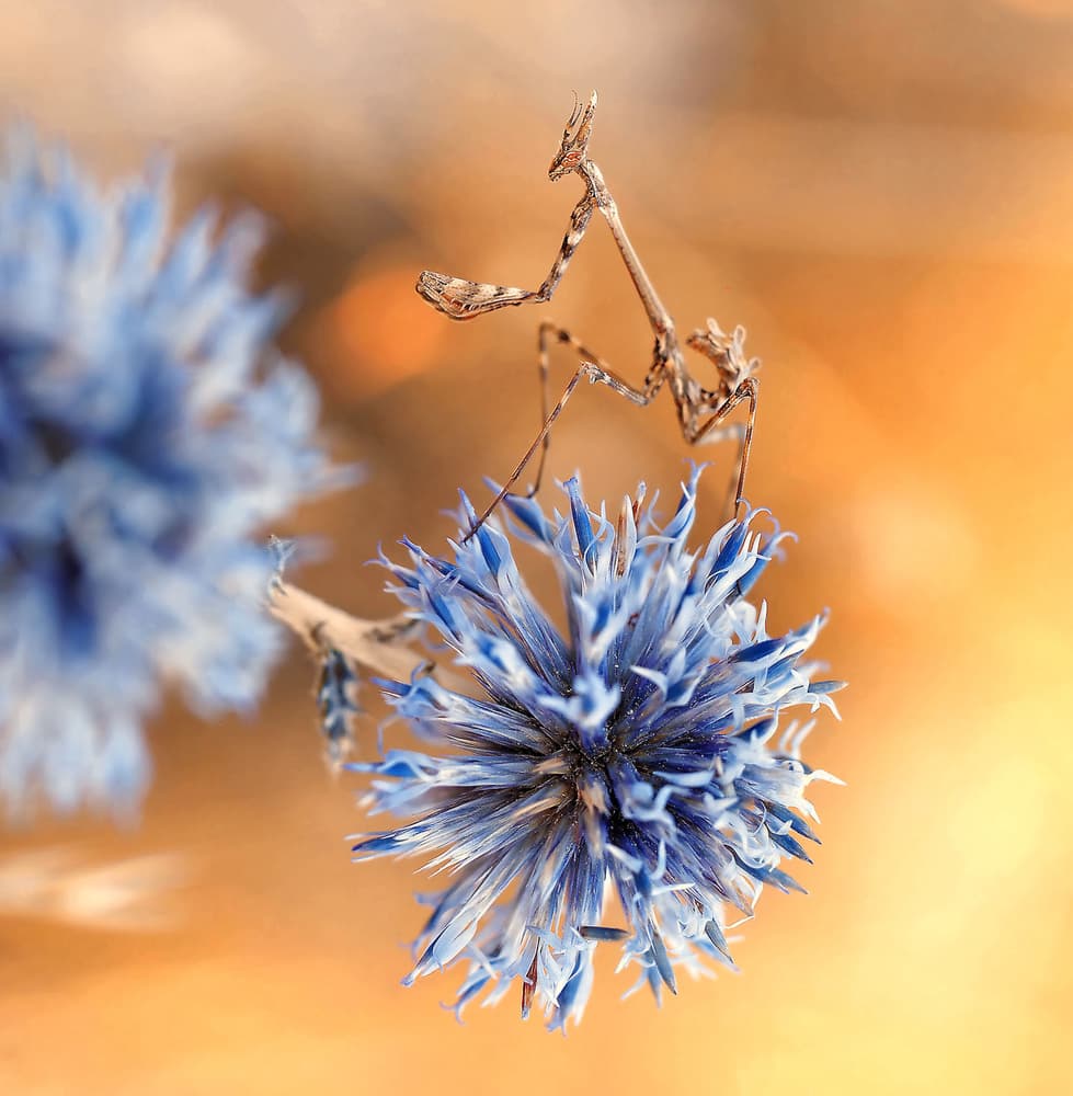 Mantis on Blue Flower by Thierry Dufour — canvas wall art