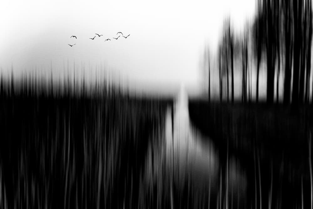 Blurred Forest Path Birds by Jacob Tuinenga — canvas wall art