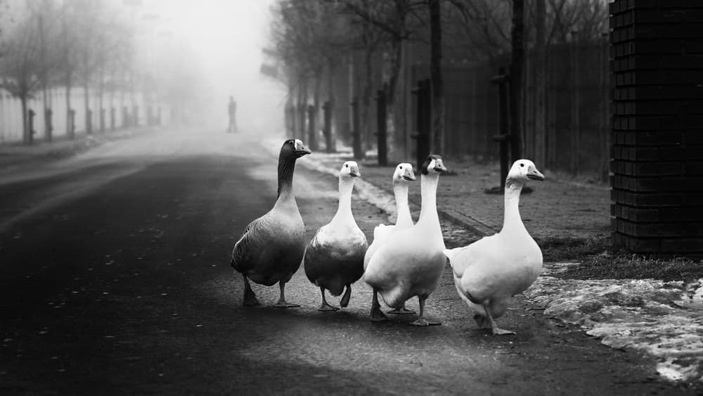 Geese Walking Foggy Road by Marius Cinteza — canvas wall art