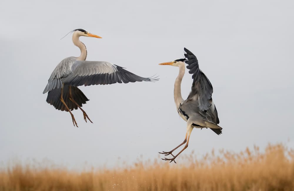 Grey Herons in Action by Phillip Chang — canvas wall art