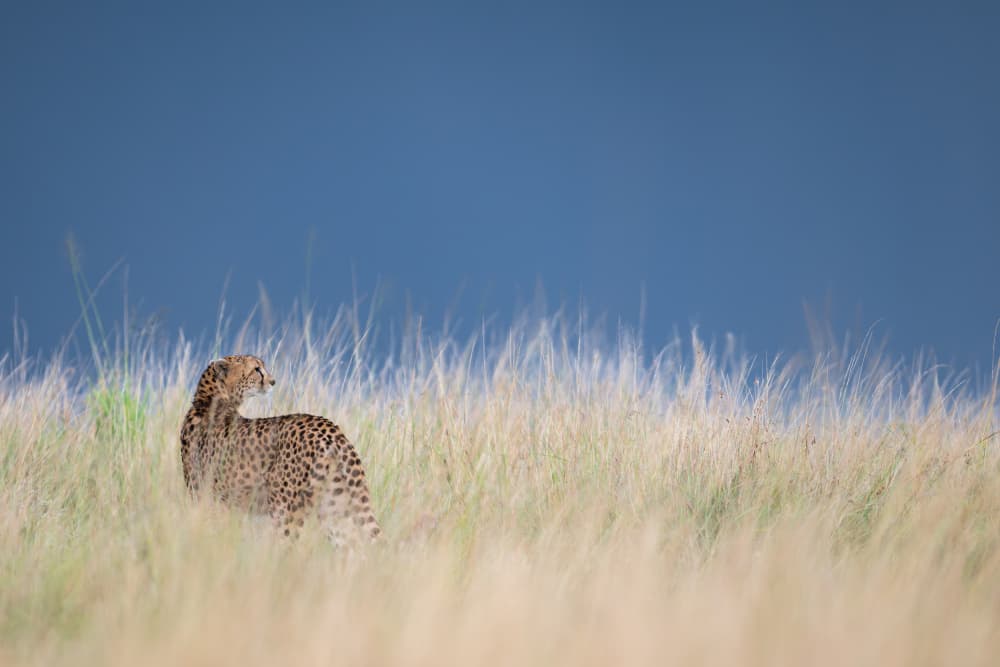 Majestic Savanna Cheetah by Bjoern Alicke — canvas wall art