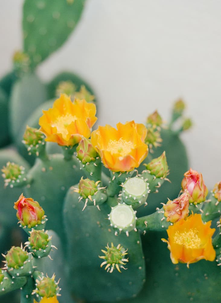 Prickly Pear Flowers by Bethany Young — canvas wall art