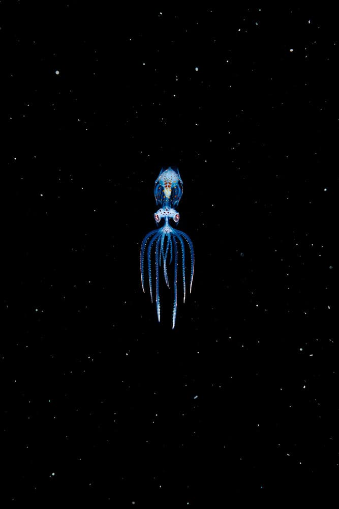 Glowing Deep Sea Creature by Roberto Marchegiani — canvas wall art