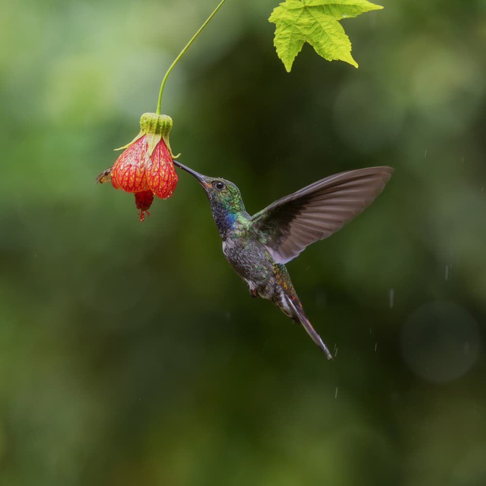 Hummingbird Sips Nectar by Taksing (吉星高照) — canvas wall art