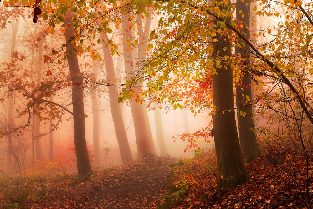 Misty Autumn Path by Leif Løndal — canvas wall art