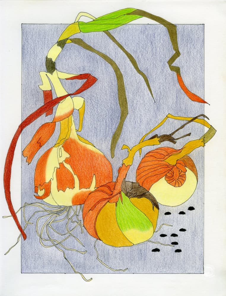 Sprouting Onions Still Life by Viktoriia Saunina — canvas wall art