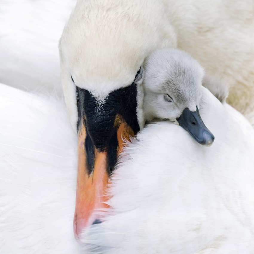 Sleeping Swan Cygnet by Jacky Parker — canvas wall art