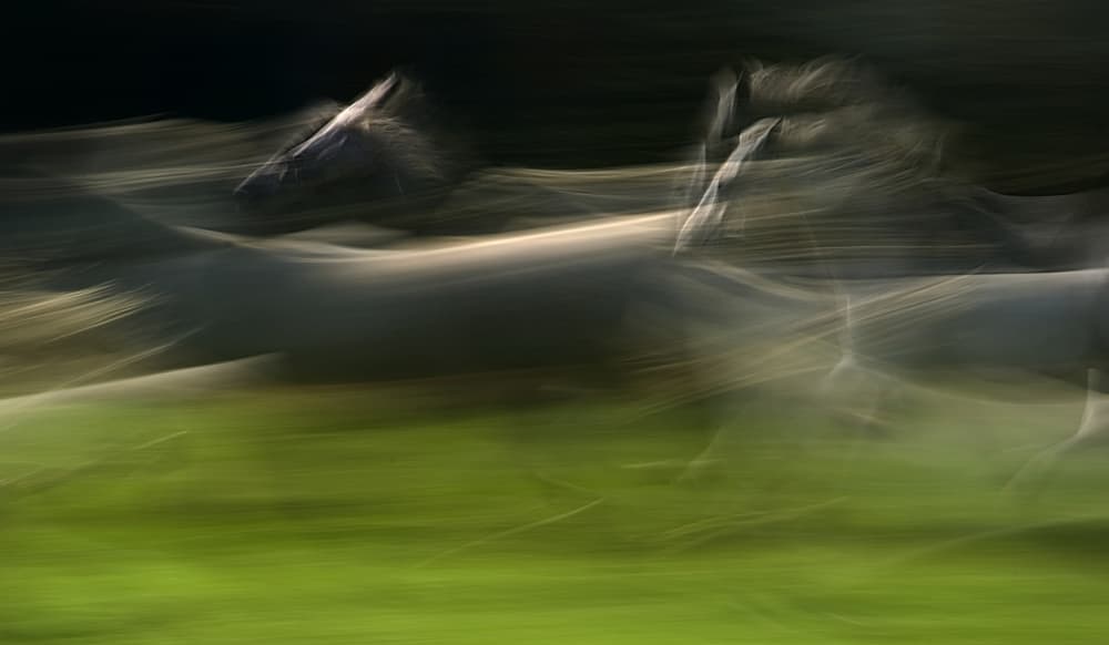 Dynamic Running Horses by Milan Malovrh — canvas wall art