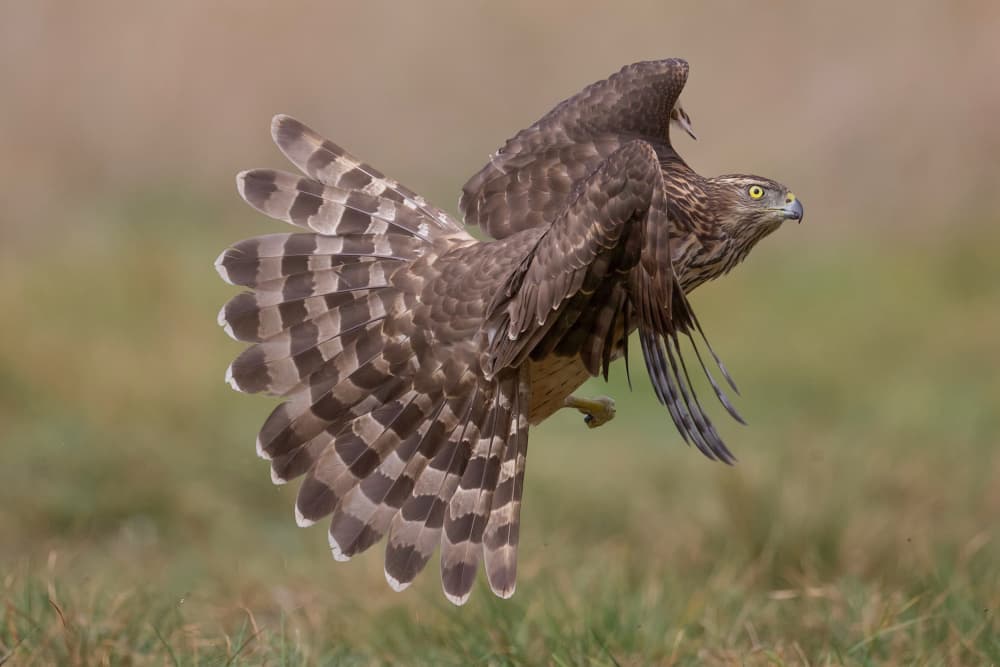 Hawk In Flight by David Manusevich — canvas wall art