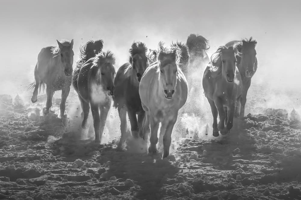 Wild Horses Running by Irene Wu — canvas wall art