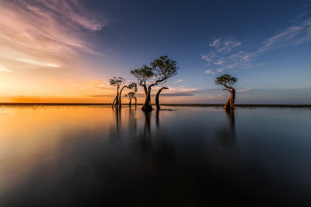 Sunset Trees Reflection by Ling Jiang — canvas wall art