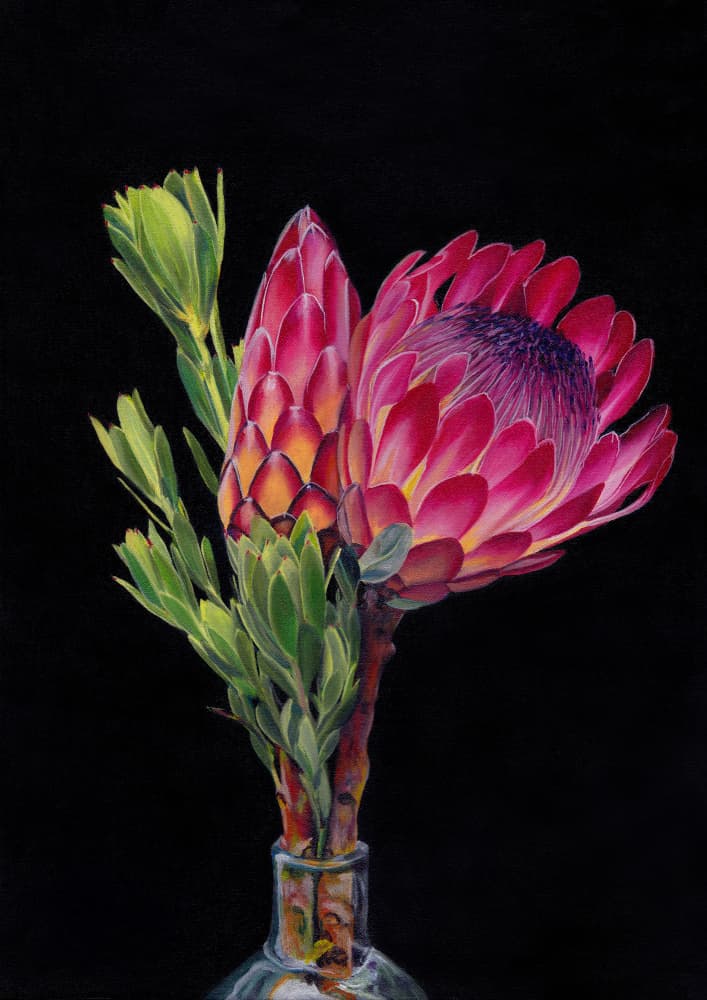Vibrant Protea Bloom by Viccy Wanliss — canvas wall art
