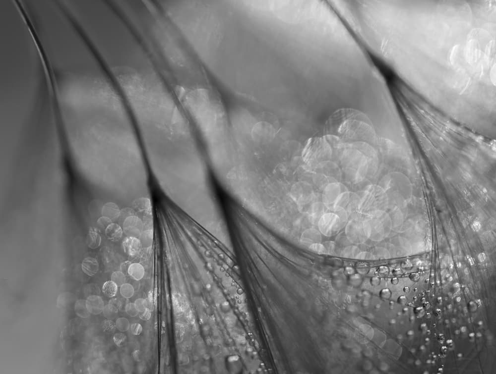 Sparkling Macro Dewdrops by Keren Or — canvas wall art