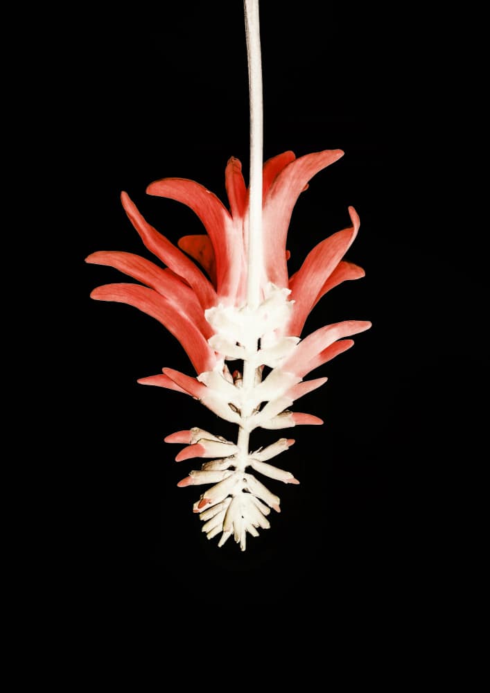 Petal Skeleton Fusion by Shot by Clint — canvas wall art