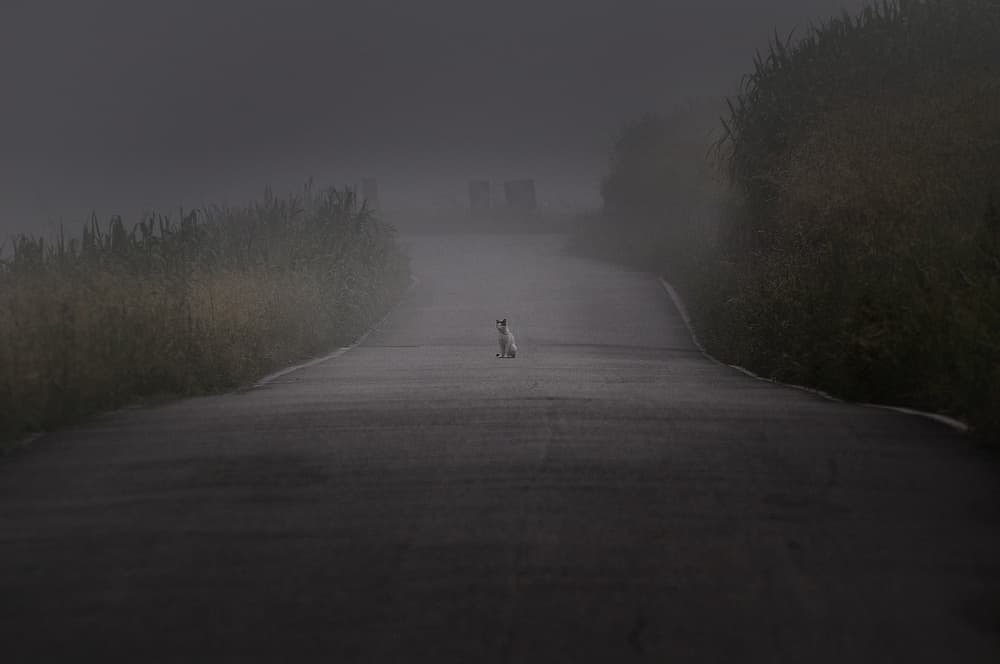 Lonely Cat Foggy Road by Claudio Moretti — canvas wall art