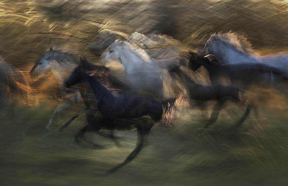 Wild Horses in Motion by Milan Malovrh — canvas wall art