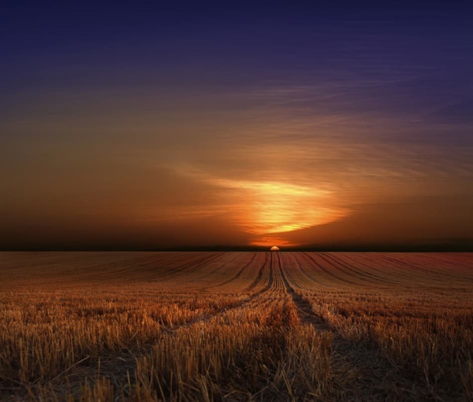 Golden Field Sunset by Nicolas Schumacher — canvas wall art