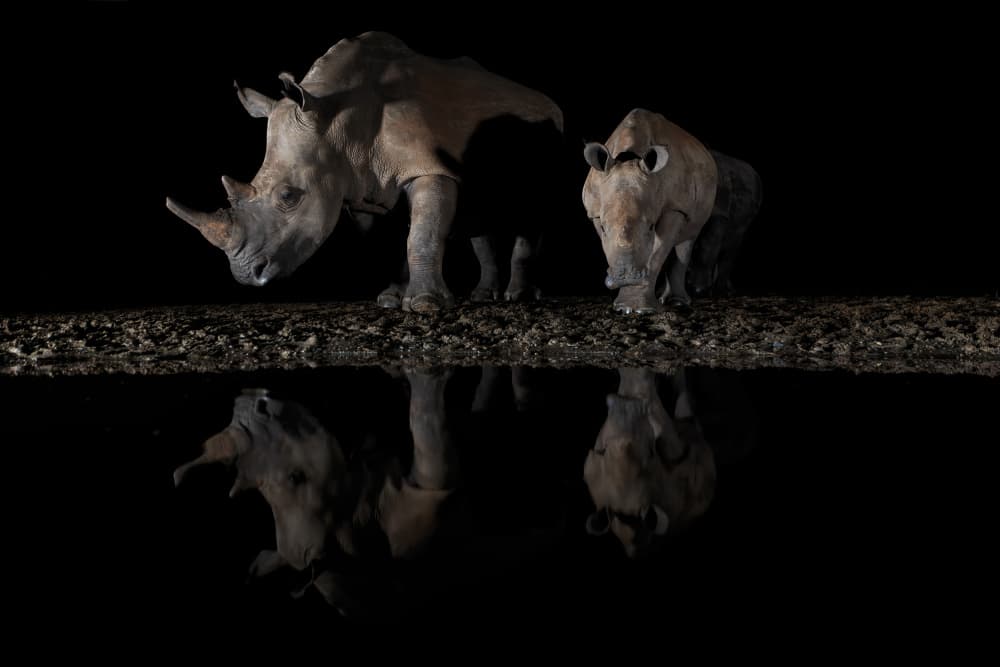 Rhinos Drinking At Night by Alessandro Catta — canvas wall art