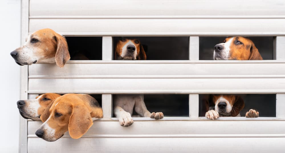 Curious Beagles Peeking by Catherine Wang — canvas wall art