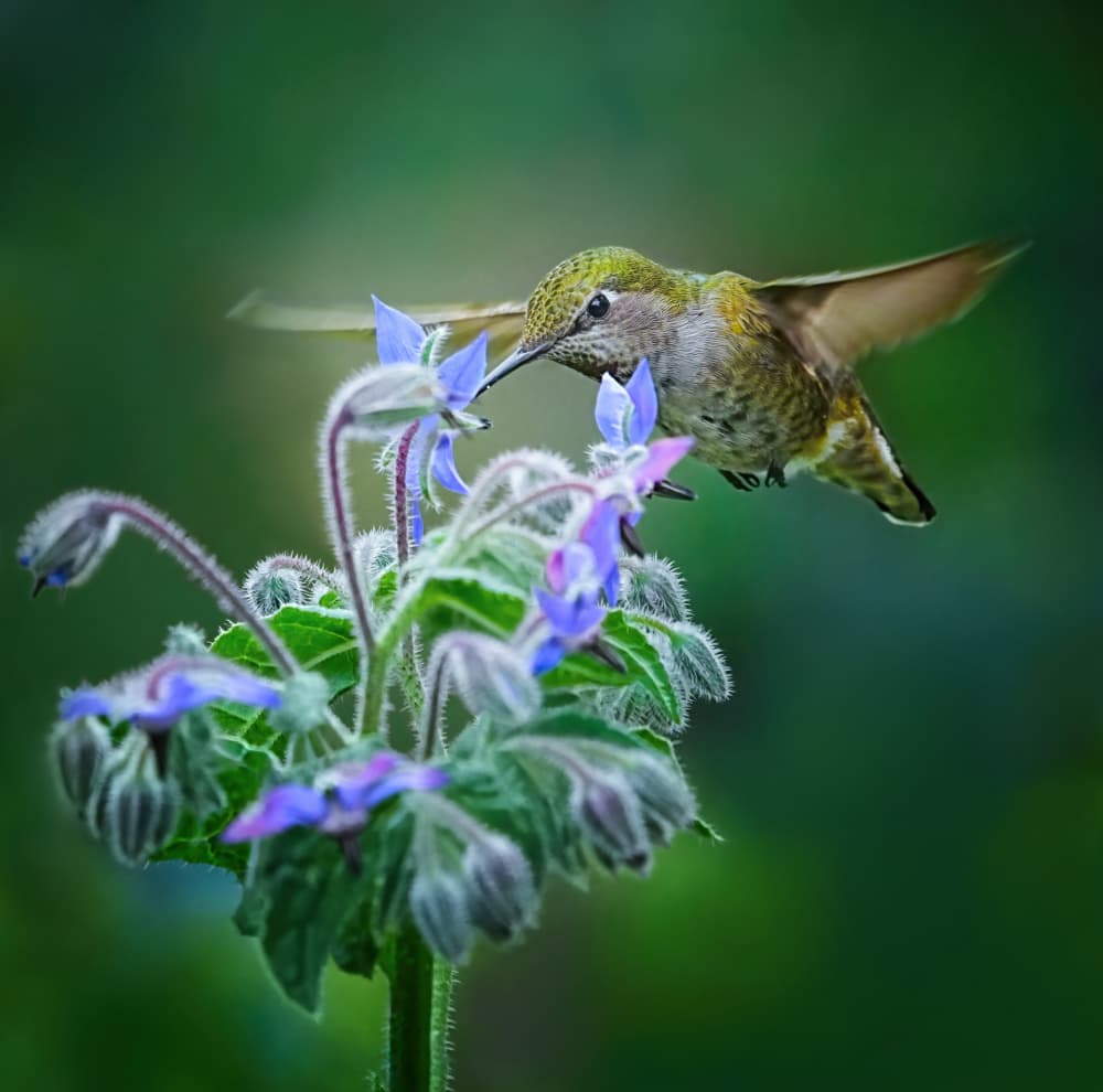 Hummingbird Nectar Bloom by Xiaojian Huang — canvas wall art