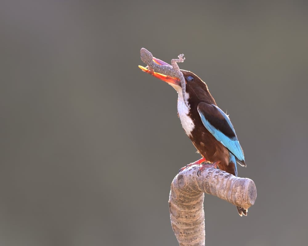 Kingfisher Catches Lizard by Eyal Amer — canvas wall art