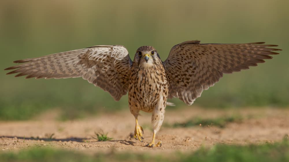 Kestrel Spreading Wings by David Manusevich — canvas wall art