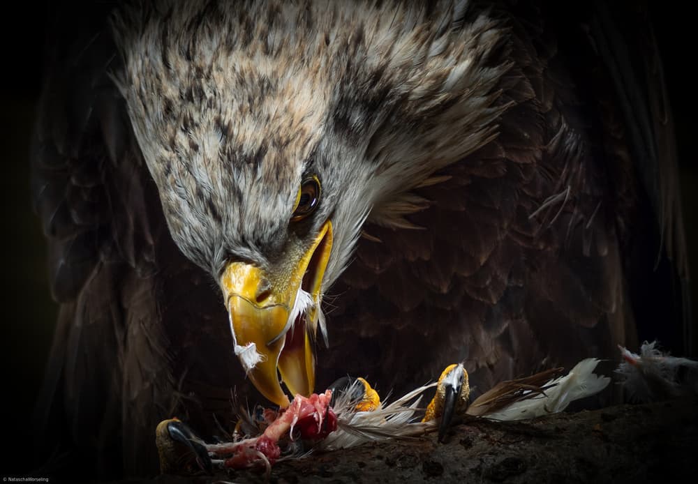 Powerful Eagle Eating by Natascha Worseling — canvas wall art