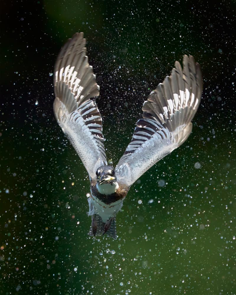 Kingfisher Water Splash by Johnny Chen — canvas wall art