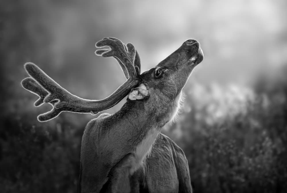Majestic Deer Call by Irene Wu — canvas wall art